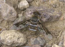 Attēlu rezultāti vaicājumam “Exoprosopa capucina”