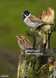 Attēlu rezultāti vaicājumam “Emberiza schoeniclus”