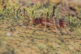 Attēlu rezultāti vaicājumam “Orchesella flavescens”