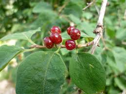 Attēlu rezultāti vaicājumam “Lonicera xylosteum fruit”