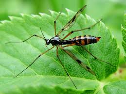 Attēlu rezultāti vaicājumam “Ptychoptera sp.”