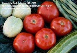 Afbeeldingsresultaat voor bloody butcher tomato