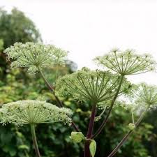 Image result for Angelica silvestris
