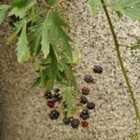 Image result for Rubus sectio