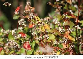 Attēlu rezultāti vaicājumam “Fagopyrum esculentum fruit”