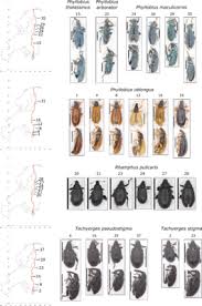 Attēlu rezultāti vaicājumam “Protapion sp.”