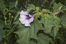 Image result for Datura stramonium