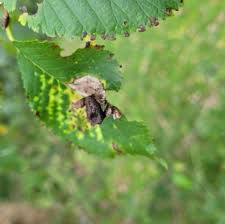 Attēlu rezultāti vaicājumam “Tetraneura ulmi”