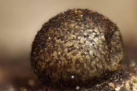 Attēlu rezultāti vaicājumam “Lycogala convexum”