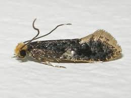 Attēlu rezultāti vaicājumam “Monopis weaverella”