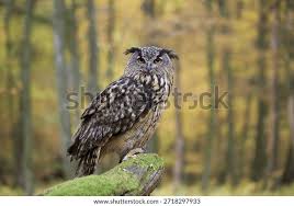 Attēlu rezultāti vaicājumam “Bubo bubo adult”