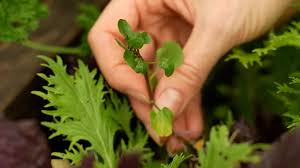 Image result for Brunnenkresse