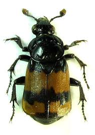 Attēlu rezultāti vaicājumam “Nicrophorus investigator”