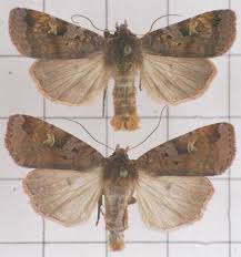 Attēlu rezultāti vaicājumam “Diarsia florida”