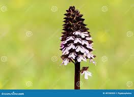 Attēlu rezultāti vaicājumam “Orchis militaris”