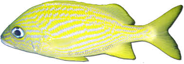 Image result for Haemulon flavolineatum