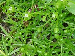 Attēlu rezultāti vaicājumam “Sagina procumbens fruit”