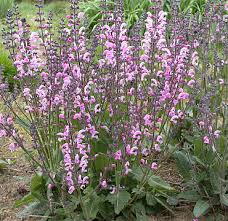 Image result for Salvia pratensis