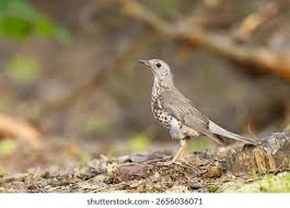 Attēlu rezultāti vaicājumam “Turdus viscivorus”