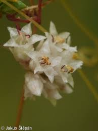 Attēlu rezultāti vaicājumam “Cuscuta epithymum subsp. trifolii flower”
