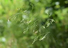 Attēlu rezultāti vaicājumam “Festuca altissima flower”