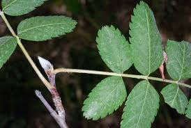 Attēlu rezultāti vaicājumam “Sorbus aucuparia”