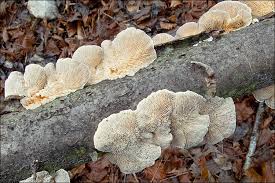 Attēlu rezultāti vaicājumam “Lenzites betulina”