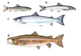 Image result for Salmo salar