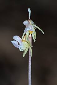 Attēlu rezultāti vaicājumam “Epipogium aphyllum”