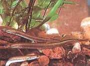 Attēlu rezultāti vaicājumam “Lampetra planeri”