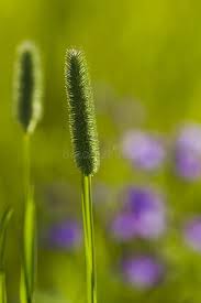 Attēlu rezultāti vaicājumam “Phleum phleoides fruit”