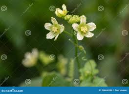 Attēlu rezultāti vaicājumam “Bryonia alba flower”