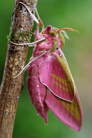 Attēlu rezultāti vaicājumam “Deilephila elpenor”