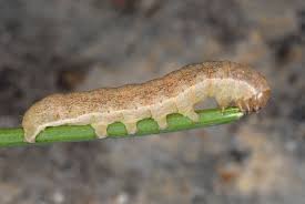 Attēlu rezultāti vaicājumam “Agrochola litura”