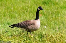 Attēlu rezultāti vaicājumam “Branta canadensis”