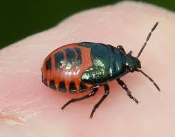 Attēlu rezultāti vaicājumam “Zicrona caerulea”