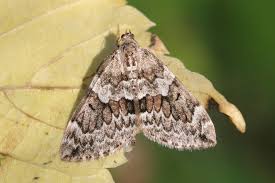 Attēlu rezultāti vaicājumam “Thera variata”