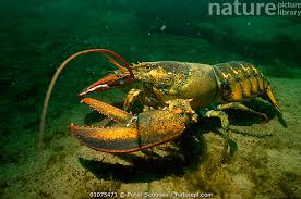 Image result for Homarus americanus