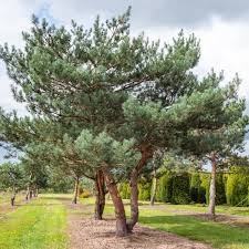 Image result for Pinus cembra