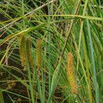 Attēlu rezultāti vaicājumam “Carex pseudocyperus fruit”