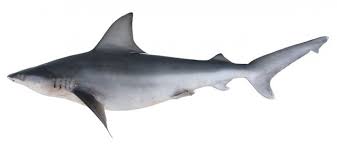 Image result for Carcharhinus