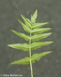 Image result for Pimpinella major