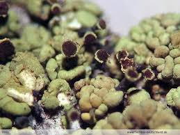 Attēlu rezultāti vaicājumam “Chaenotheca laevigata”