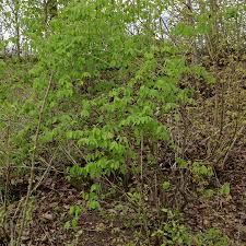 Attēlu rezultāti vaicājumam “Lonicera xylosteum leaf”
