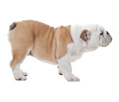 Image result for Bulldogs Power and strength