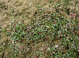 Attēlu rezultāti vaicājumam “Elatine hydropiper leaf”