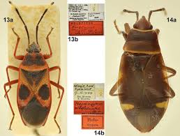 Attēlu rezultāti vaicājumam “Alloeotomus sp.”