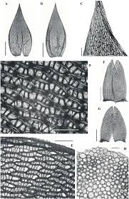 Attēlu rezultāti vaicājumam “Sphagnum riparium”