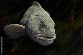 Image result for Anarhichas lupus