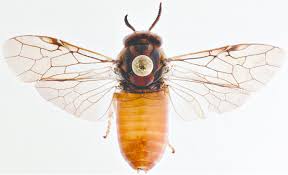 Attēlu rezultāti vaicājumam “Gilpinia”